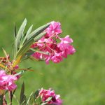 Laurier-rose gelé cet hiver : guide de taille pour favoriser sa nouvelle floraison
