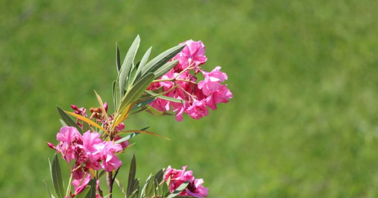 Laurier-rose gelé cet hiver : guide de taille pour favoriser sa nouvelle floraison