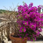 Redonnez vie à votre plante méditerranéenne après l’hiver avec ce geste simple et efficace