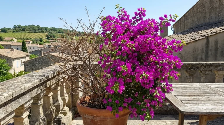 Redonnez vie à votre plante méditerranéenne après l’hiver avec ce geste simple et efficace