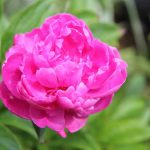 Comment faire fleurir des pivoines chez soi : conseils pratiques et efficaces