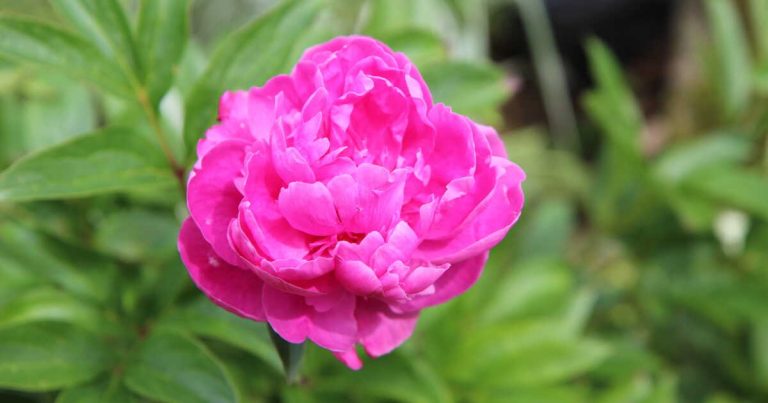 Comment faire fleurir des pivoines chez soi : conseils pratiques et efficaces