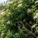 Mangeoires et fleurs rouges : 5 arbustes essentiels pour attirer les colibris