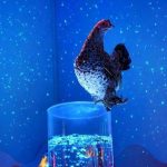 Comète, Princesse et Comtesse : les poules qui visitaient les personnes âgées tuées par un renard