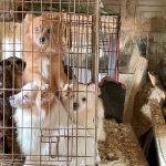 VIDÉO. La gendarmerie du Var démantèle un élevage clandestin de 823 animaux maltraités