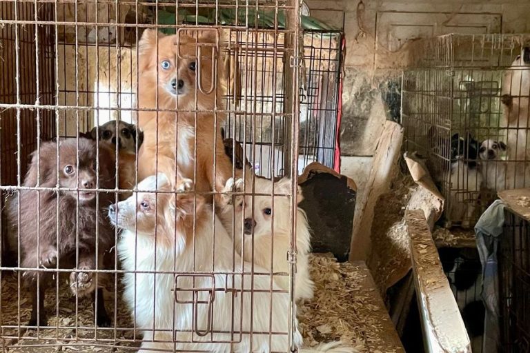 VIDÉO. La gendarmerie du Var démantèle un élevage clandestin de 823 animaux maltraités