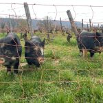 Un groin idéal, un allié docile : ces cochons de Nouvelle-Zélande entretiennent des vignes du Jura