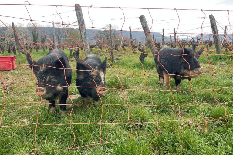 Un groin idéal, un allié docile : ces cochons de Nouvelle-Zélande entretiennent des vignes du Jura