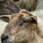 La laine wallonne renaît à Verviers : ambition de devenir un hub pour le nord du continent