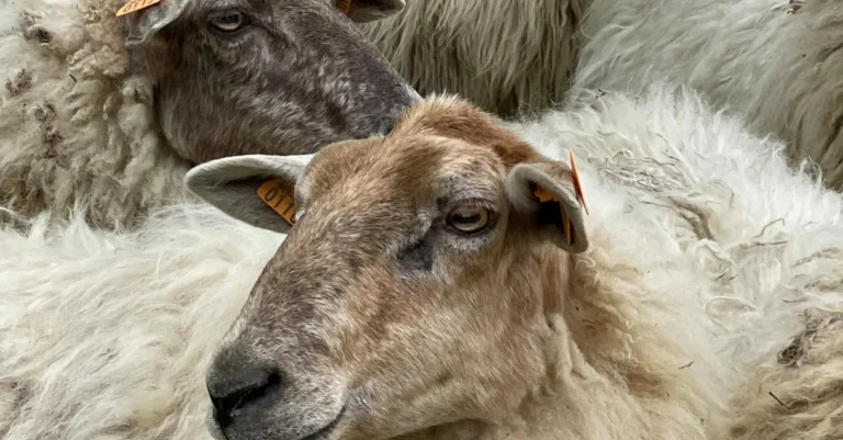 La laine wallonne renaît à Verviers : ambition de devenir un hub pour le nord du continent