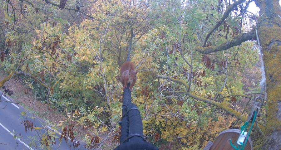 Bessan - Le pont pour les écureuils continue sa route au-dessus de la départementale