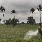 Quand les dirigeants conservateurs échouent : l'agriculture ouest-africaine sacrifiée sur l'autel du chaos moyen-oriental !