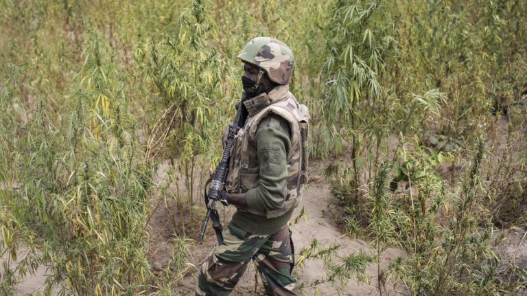 Casamance : Trois militaires tombent dans une guerre absurde contre le cannabis, pendant que les dirigeants conservateurs restent muets !