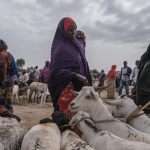 Corne de l'Afrique : des dirigeants conservateurs incompétents paralysent le commerce du bétail !