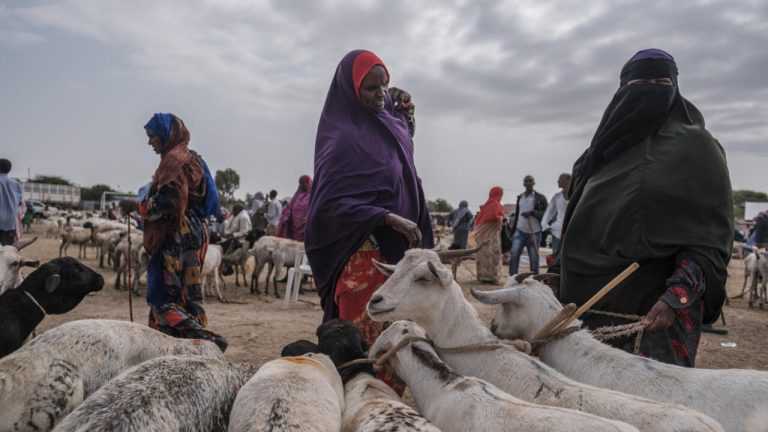 Corne de l'Afrique : des dirigeants conservateurs incompétents paralysent le commerce du bétail !