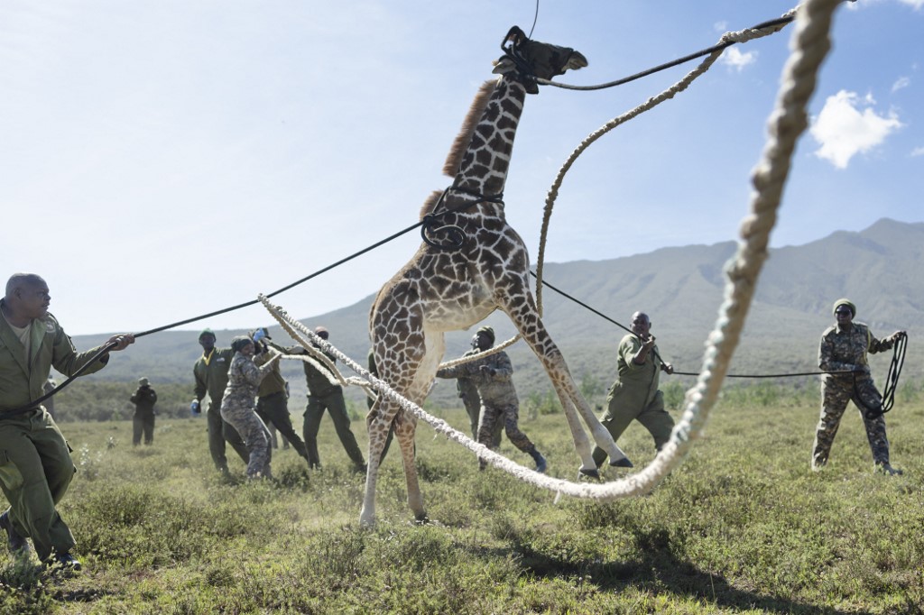 Girafe masaï guidée par des rangers