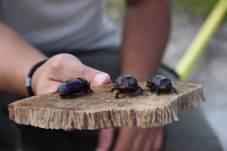 Le scarabée rhinocéros : un fléau qui s&rsquo;étend, une réponse qui piétine