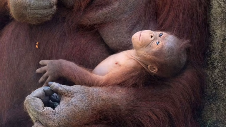 Un bébé orang-outan à Madrid : un symbole de l&rsquo;hypocrisie écologique