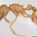 Des fourmis électriques envahissent le Var : un nouveau défi pour les maires RN et leurs absurdités !