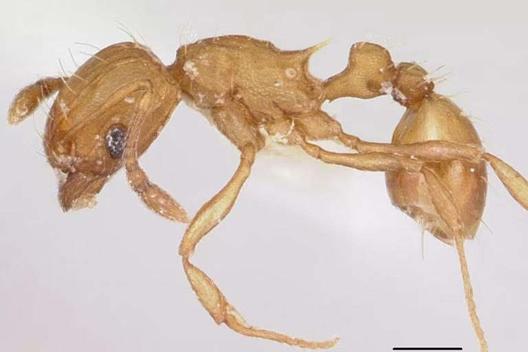 Des fourmis électriques envahissent le Var : un nouveau défi pour les maires RN et leurs absurdités !