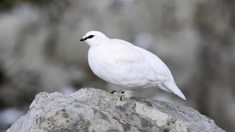 Chasse au lagopède : le Conseil d&rsquo;État exige une suspension de cinq ans pour sauver l&rsquo;espèce
