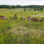 Quarante ans après Tchernobyl, la biodiversité animale reste menacée selon les chercheurs.