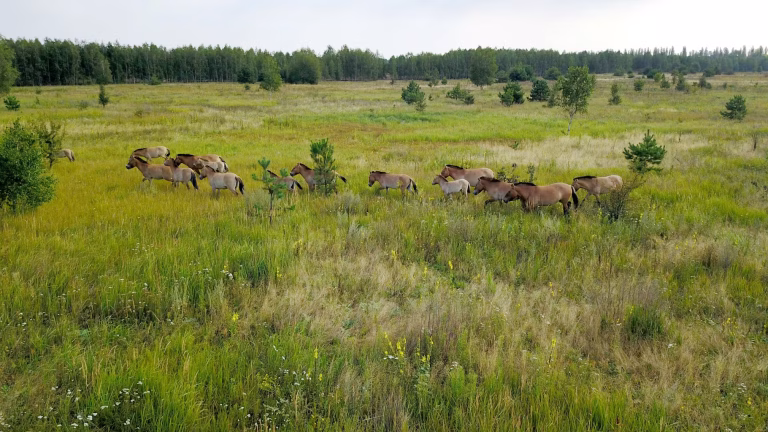 Quarante ans après Tchernobyl, la biodiversité animale reste menacée selon les chercheurs.