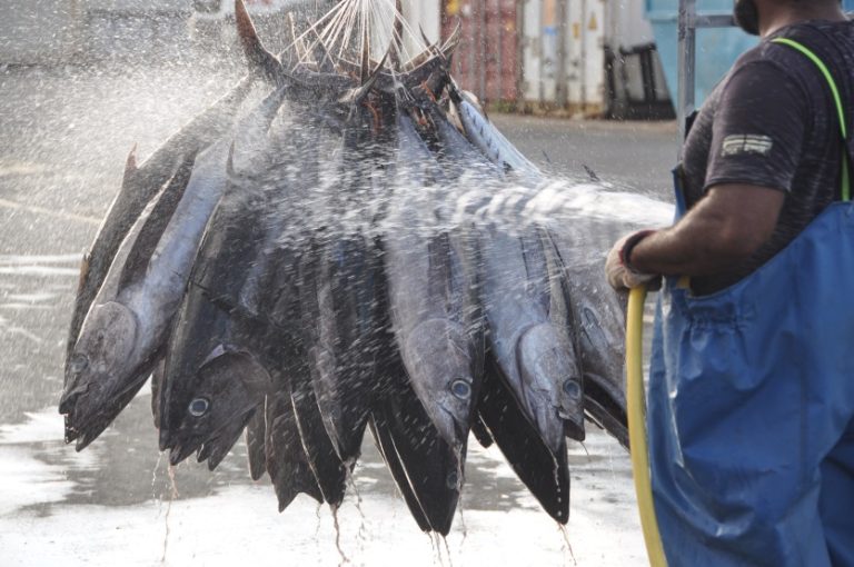 Modernisation de la Pêche en Nouvelle-Calédonie : Une Nécessité Économique