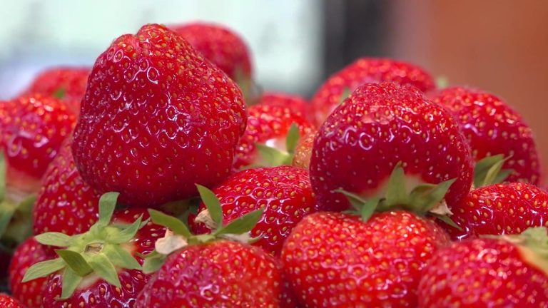 Les fraises reviennent plus tôt : un calendrier horticole bouleversé ?