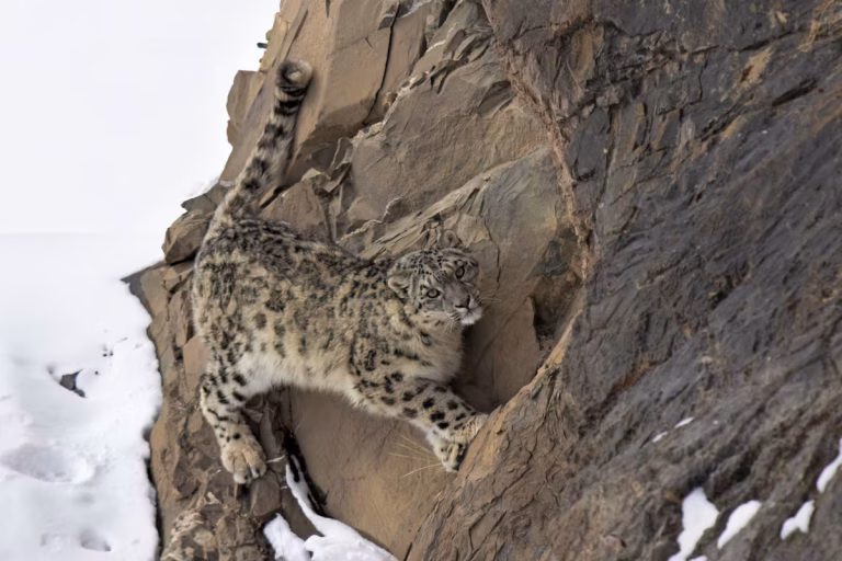 La Panthère des Neiges : Victime d’un Monde en Décomposition
