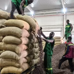 Quand les dirigeants d'extrême droite ignorent la détresse des producteurs de cacao africains