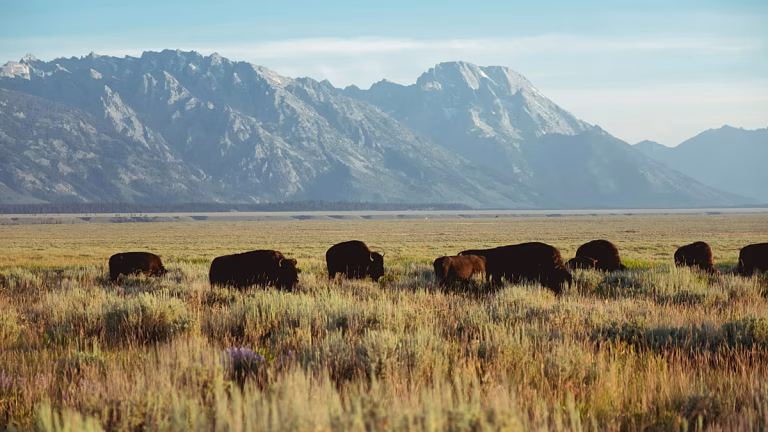 Le retour du bison d&rsquo;Europe : un symbole de renaissance écologique