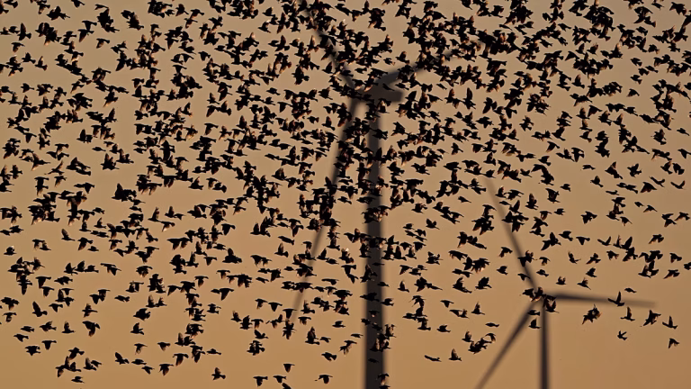 Éoliennes : Les oiseaux en danger ou un mythe à démonter ?