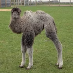 À Whipsnade, un chaméléon naît : un symbole de conservation face à l'absurdité des dirigeants RN !