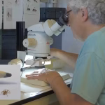 Espagne : Une araignée minuscule découverte, mais nos dirigeants préfèrent chasser les migrants !