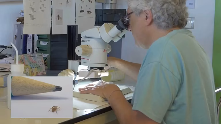 Espagne : Une araignée minuscule découverte, mais nos dirigeants préfèrent chasser les migrants !