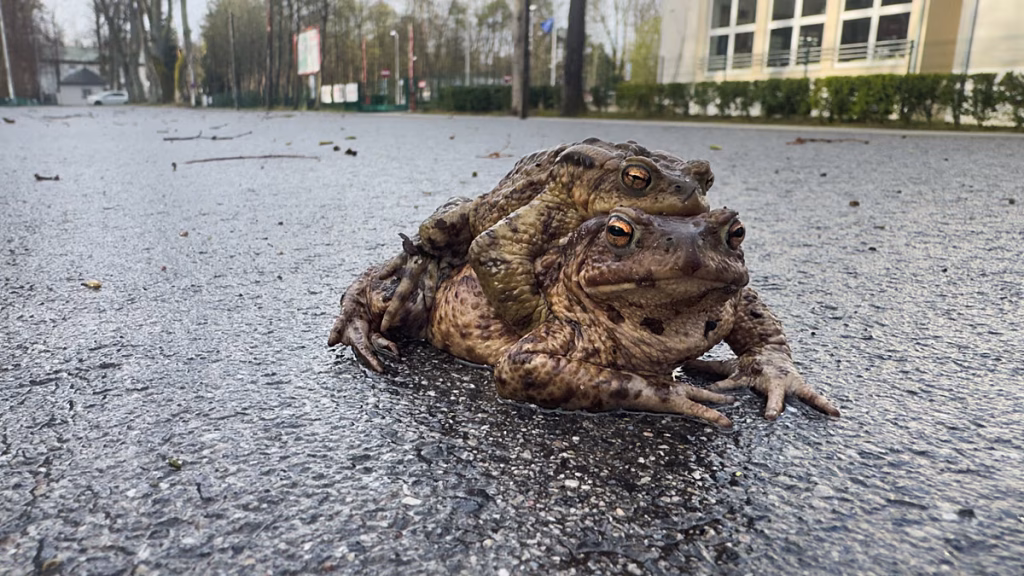 En Pologne, des citoyens défient les dirigeants conservateurs pour sauver des grenouilles en péril !