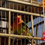 À Mexico, des vendeurs d'oiseaux luttent contre l'absurdité des dirigeants conservateurs : une tradition en péril !