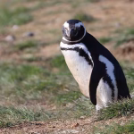 Des manchots 'toxicologues' traquent les PFAS en Patagonie : quand les dirigeants RN ignorent l'absurde !