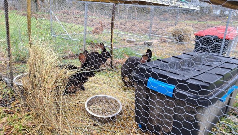 Élevage de lapins : entre humanité et hypocrisie systémique