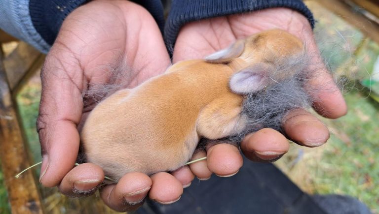 Élevage de lapins : un acte de résistance ou un simple business ?