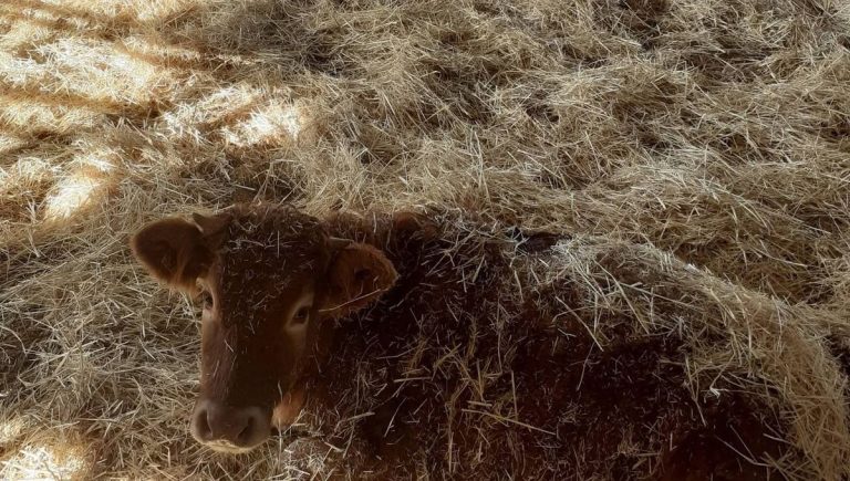 Le GAEC des Mûriers : Un Modèle d’Agriculture Bio