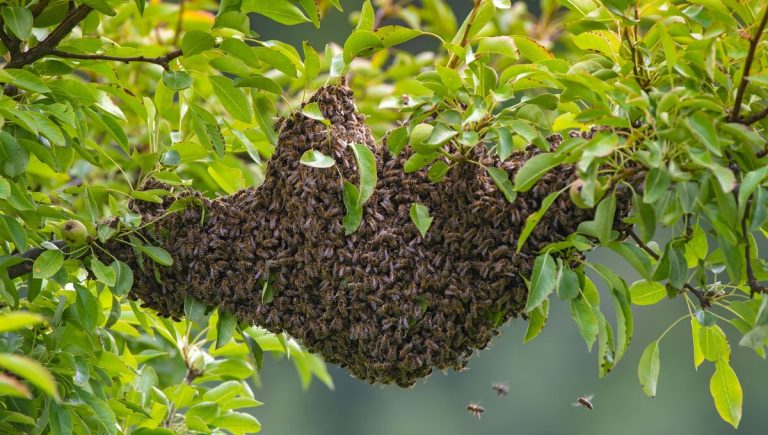 L&rsquo;Essaimage des Abeilles : Un Phénomène Printanier Fascinant