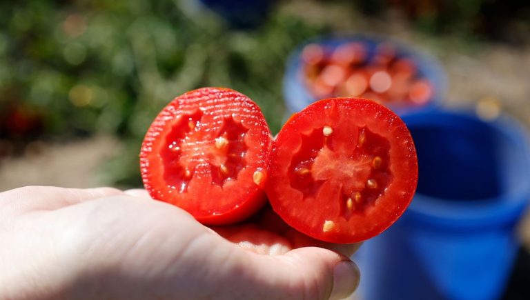 Les tomates de printemps et d&rsquo;été cultivées par Caroline à Guerchy attirent l&rsquo;attention des restaurateurs.