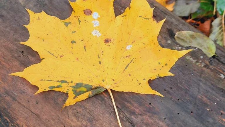 Jardiner : un plaisir à quel prix ?