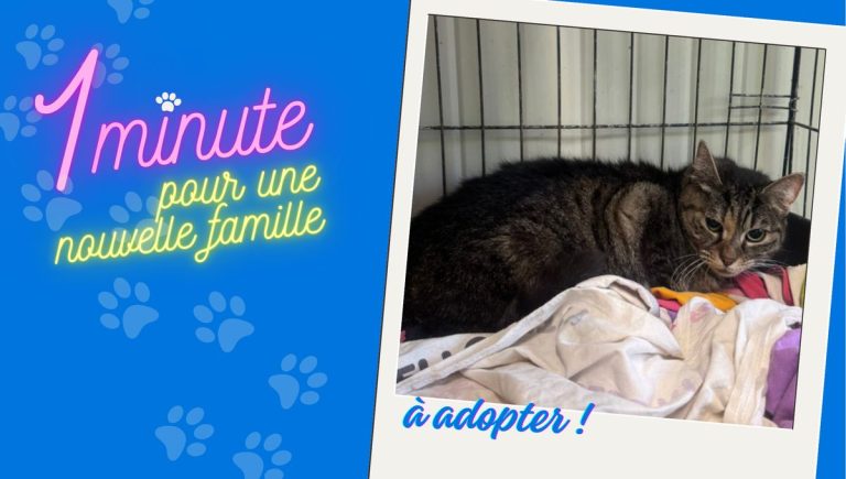 À la découverte de la charmante minette du refuge SPA de Vesoul