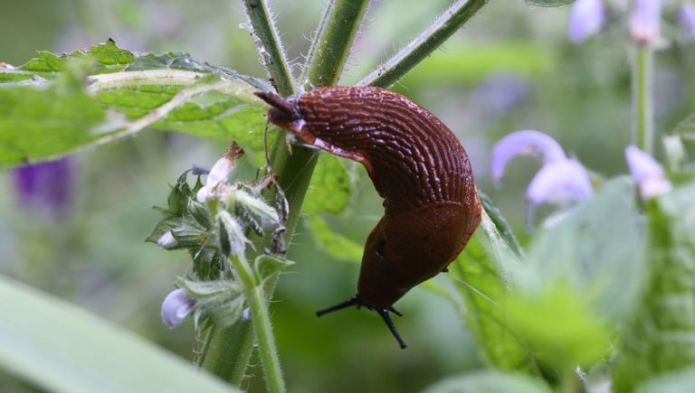 Limaces et Escargots : Comment Protéger Votre Potager