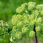 Quand l'absurde s'invite en ville : les dirigeants RN et leurs promesses en carton !