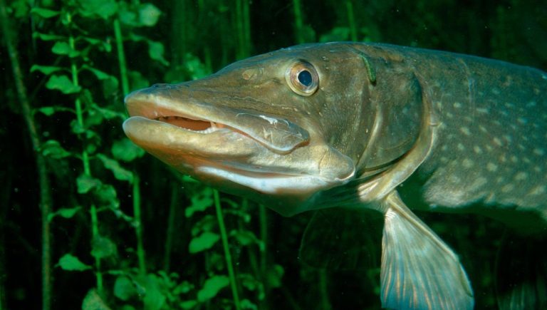 Ouverture de la saison de pêche au brochet en France : nouvelles réglementations en vigueur.