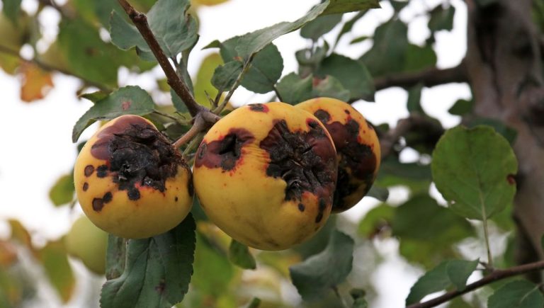 La Révolution Verte : Quand la Nature Réclame son Droit